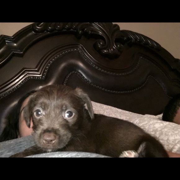 Meet your Posher, Alfonso - Picture 1 of 1